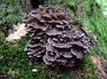 Grifola frondosa